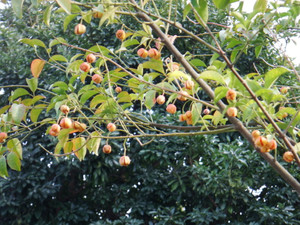 Dscf4626